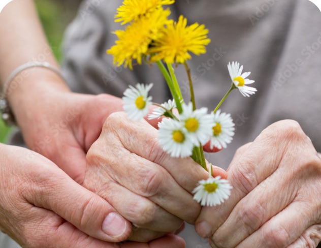 An older person&rsquo;s hands being given a small bunch of daisies and dandelions